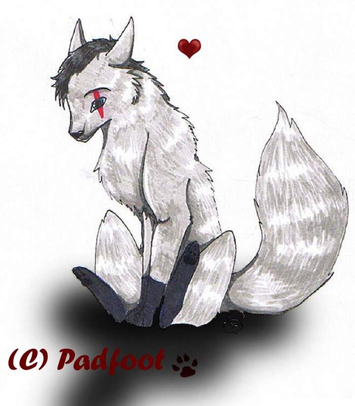Padfoot