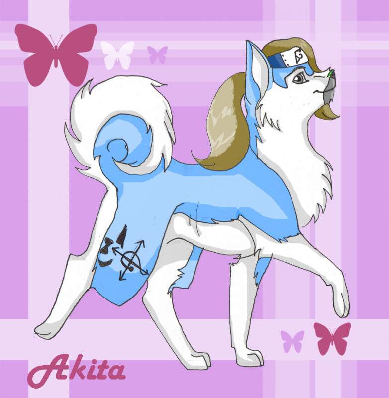 Akita