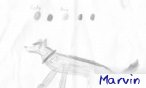 marvin