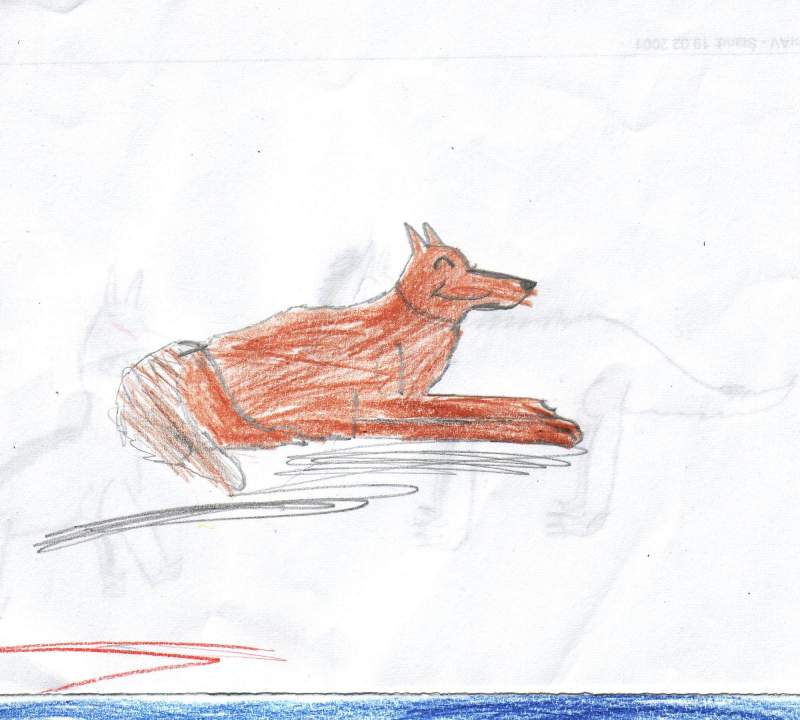 a wolf