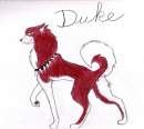 Duke Again