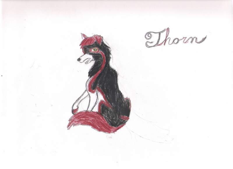 Meet Thorn