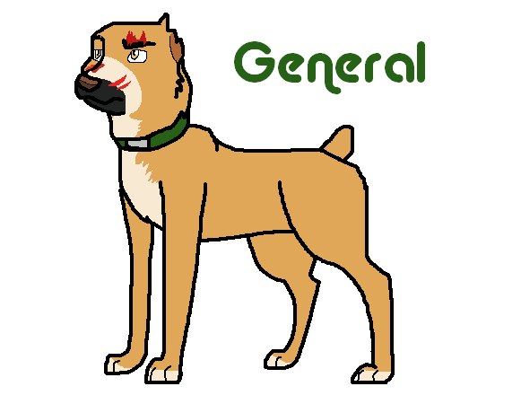 General for cat