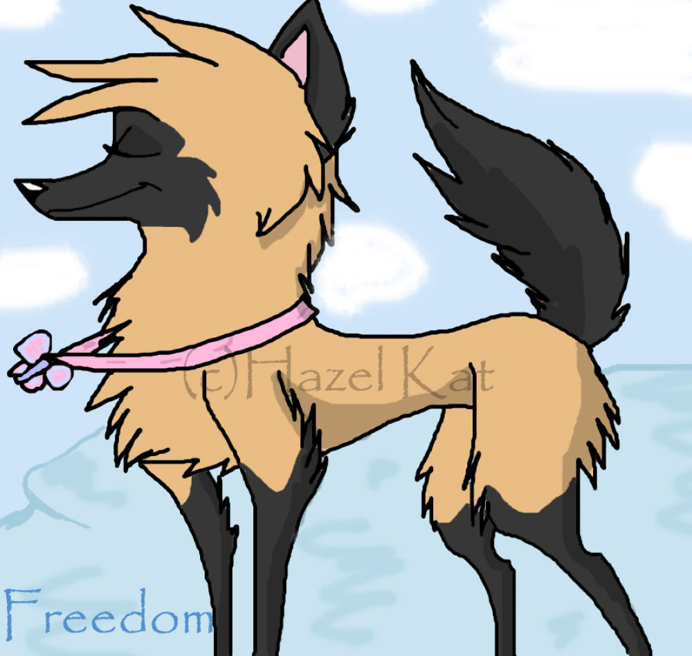 Pack activity 1:Freedom