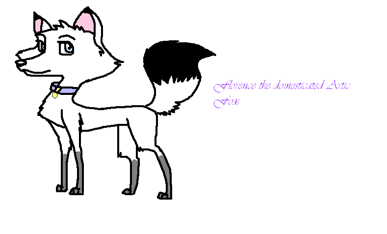 florence the domesticated artic fox