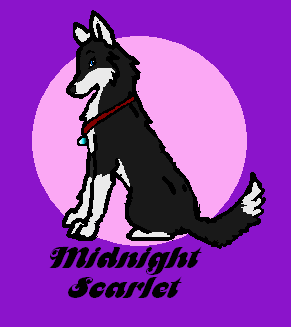 Midnight-Rose