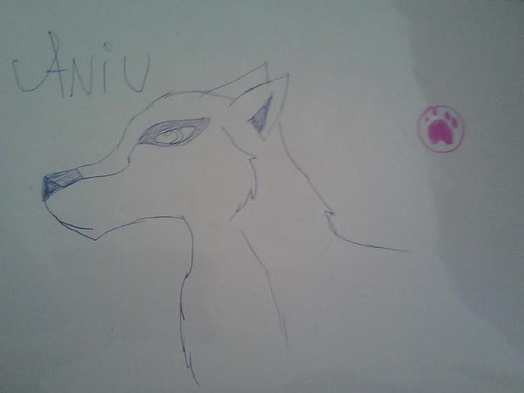 aniu