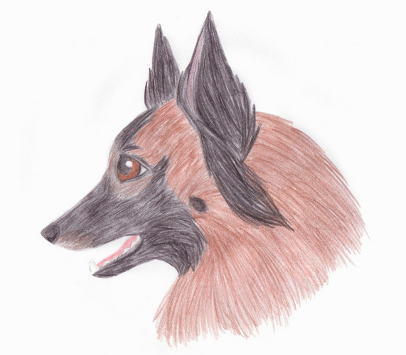 Belgian shepherd...