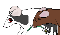 Mice again xD
