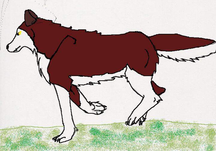 jenna as a wolf
