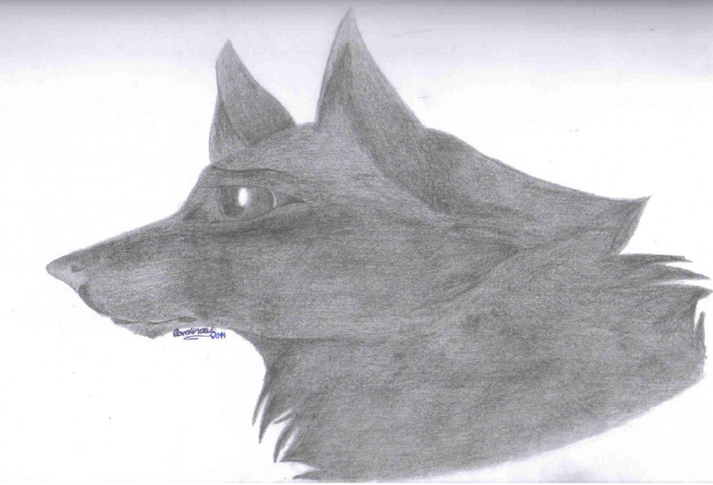 Fox or fennec?