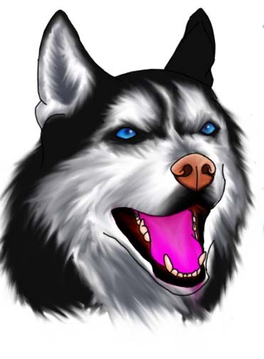 Siberian Husky