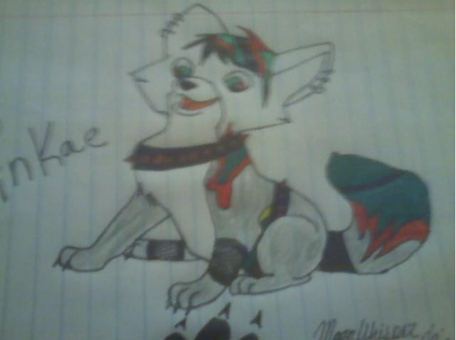 Tinkae as a puppy