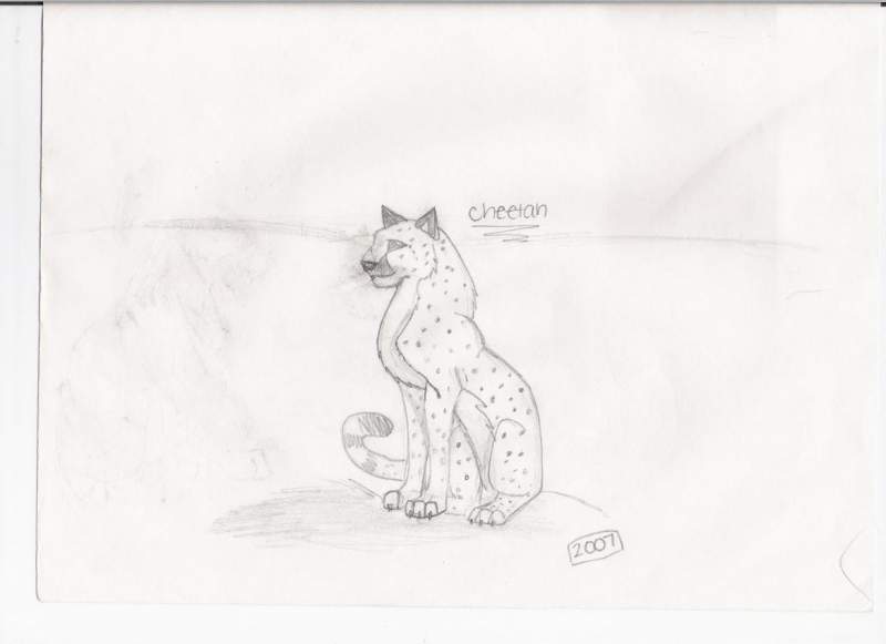 cheetah
