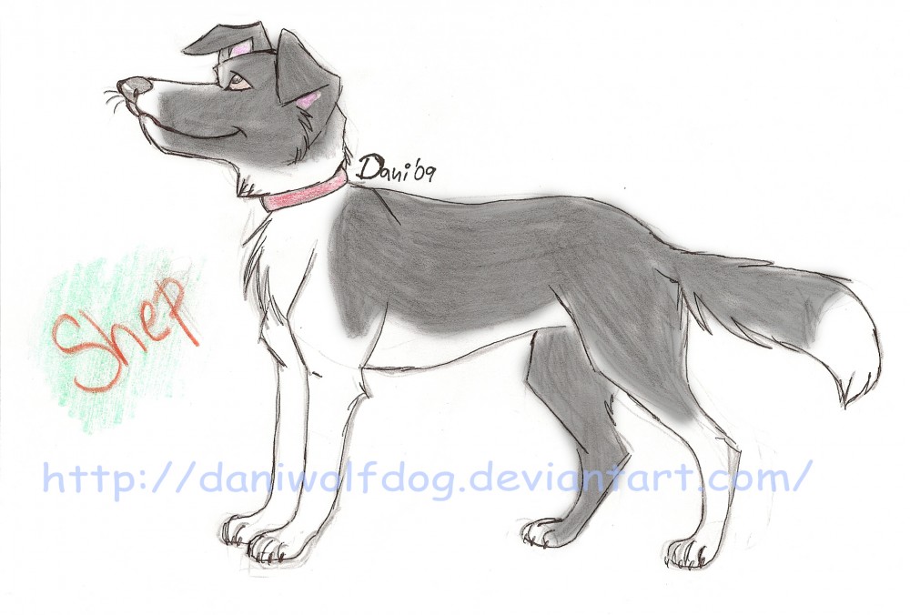 Shep