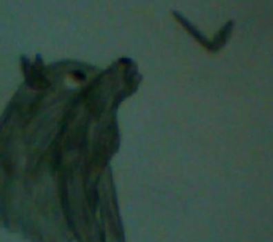 I Wish I Could Fly