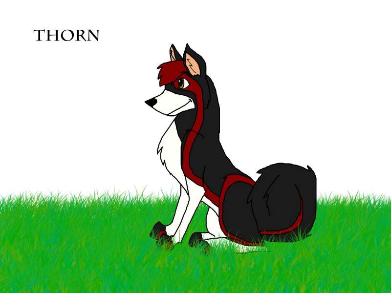 Thorn