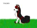 Thorn