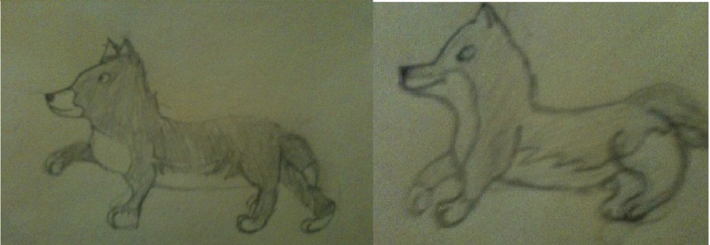 adouptable pups