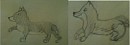 adouptable pups