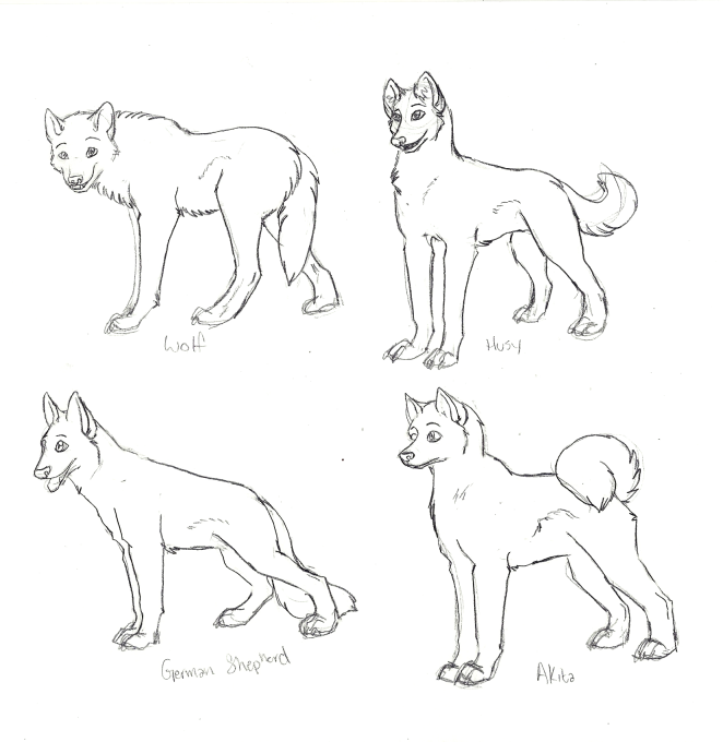 Canine Comparison: Wolves and Wolflike breeds