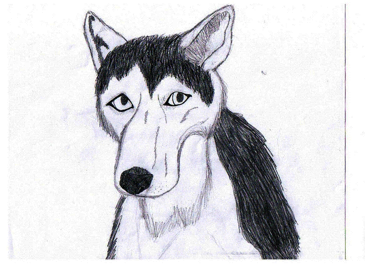 Wolf/Dog