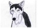 Wolf/Dog