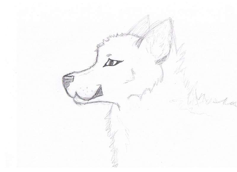 Confuzled Wolfie