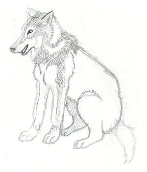 A Wolf