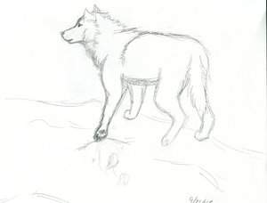 Wolf Sketch