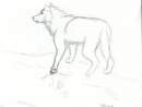 Wolf Sketch