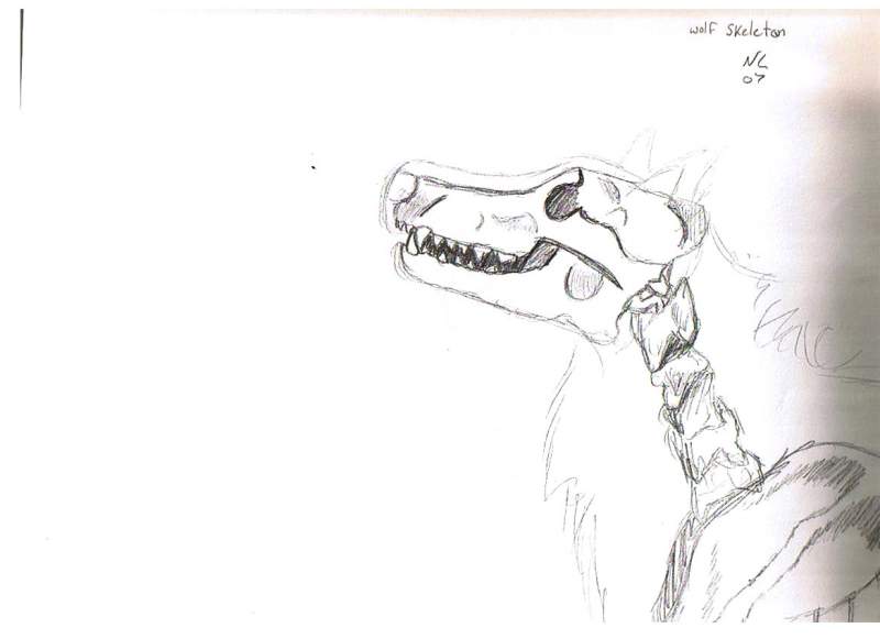 Wolf Skeleton