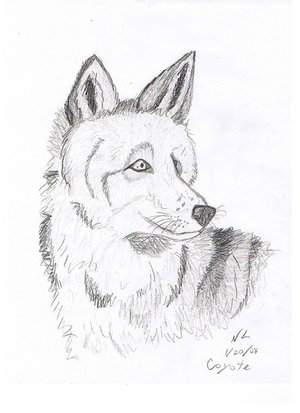 Coyote