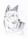 Coyote