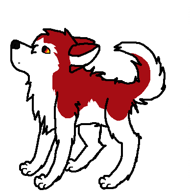Dingo