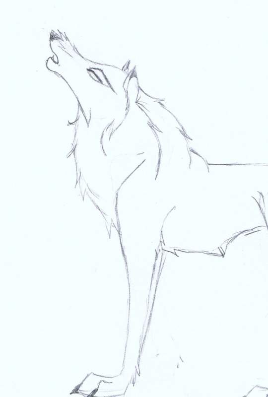 White wolf Aniyu