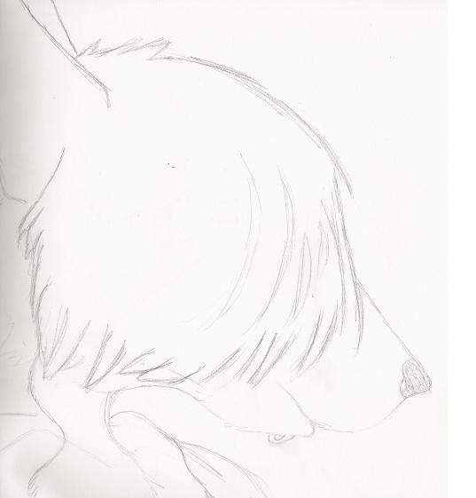 Skypes Furry Head Side view