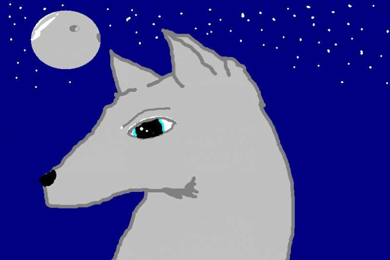 Star gazing wolf