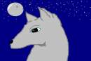 Star gazing wolf
