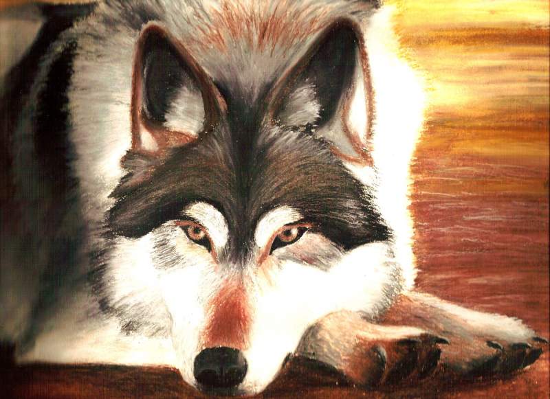 Sunset Wolf