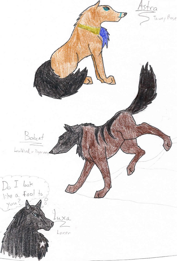 Astra, Bobcat, & Luxa