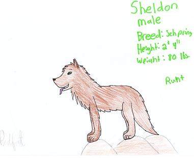 Sheldon