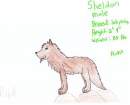 Sheldon