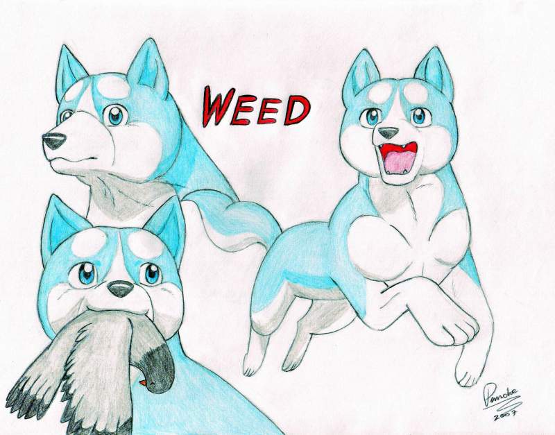 Weed