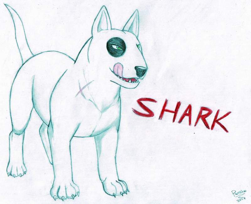 Shark