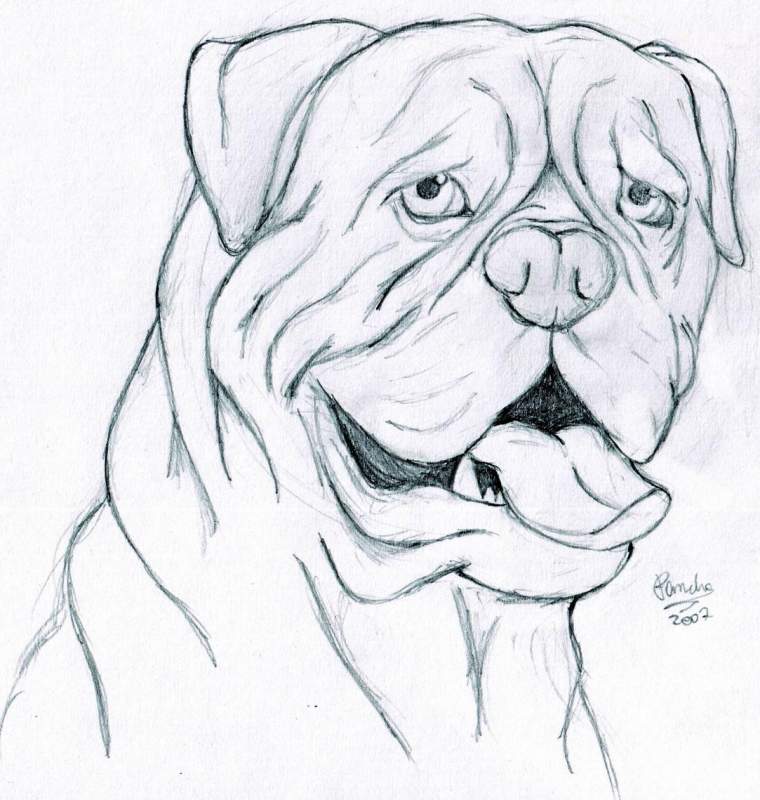  Dogue de Bordeaux