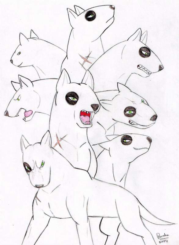 Shark expressions
