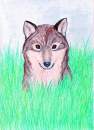 Balto