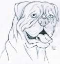  Dogue de Bordeaux