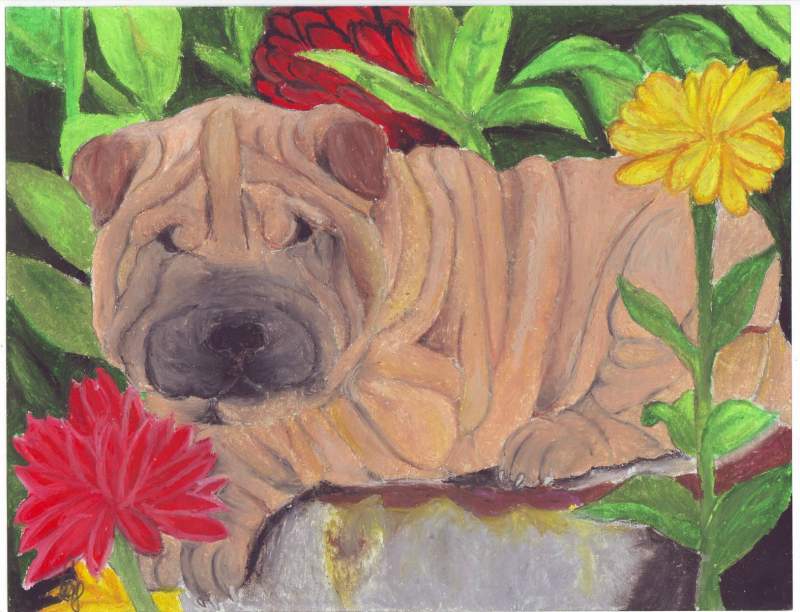 Shar-pei